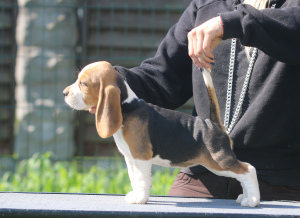 Photo №1. beagle - à vendre en ville de Minsk | 638€ | Annonce №2913