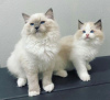 Photo №1. ragdoll - à vendre en ville de Bronxville | Gratuit | Annonce № 83560