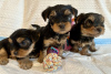 Photo №1. yorkshire terrier - à vendre en ville de New york | 284€ | Annonce №112307