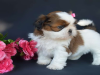 Photo №1. shih tzu - à vendre en ville de Londres | 400€ | Annonce №56567