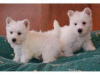 Photo №1. west highland white terrier - à vendre en ville de Berlin | 250€ | Annonce №117301