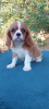 Photo №1. cavalier king charles spaniel - à vendre en ville de Kiev | 757€ | Annonce №114056