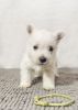 Photo №2 de l'annonce № 92130 de la vente west highland white terrier - acheter à La Moldavie de la fourrière