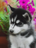 Photo №1. husky de sibérie - à vendre en ville de Novosibirsk | 285€ | Annonce №11582