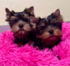 Photo №1. yorkshire terrier - à vendre en ville de Varsovie | Gratuit | Annonce №124841