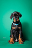 Photos supplémentaires: Chiots Doberman à vendre