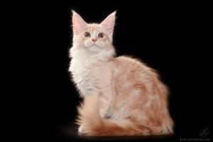 Photo №3. Grand chaton Maine Coon d'une couleur précieuse. Fédération de Russie
