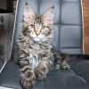 Photo №1. maine coon - à vendre en ville de Atlanta | 400€ | Annonce № 118120