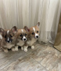 Photo №1. welsh corgi - à vendre en ville de Berlin | 400€ | Annonce №96216