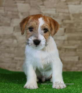 Photos supplémentaires: Luxueux chiots Jack Russell Terrier