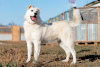 Photo №2 de l'annonce № 8302 de la vente chien bâtard - acheter à Fédération de Russie de l'abri