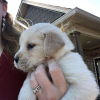 Photo №4. Je vais vendre golden retriever en ville de Sydney. éleveur - prix - 473€