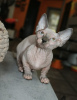 Photo №3. Chatons bambino et dwelf. Allemagne