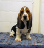 Photo №1. basset hound - à vendre en ville de Stockholm | négocié | Annonce №97868