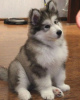 Photo №1. malamute de l'alaska - à vendre en ville de Ранцила | 389€ | Annonce №84215