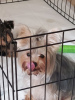 Photos supplémentaires: chiots yorkshire terrier