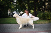 Photo №4. Je vais vendre chien bâtard en ville de Voronezh. de la fourrière - prix - négocié