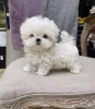 Photo №1. bichon maltais - à vendre en ville de Rotterdam-Albrandswaard | négocié | Annonce №119966