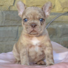 Photo №1. bouledogue - à vendre en ville de Sofia | 400€ | Annonce №78876