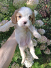 Photos supplémentaires: Chiots Cavalier King Charles Spaniel.