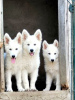 Photo №1. berger blanc suisse - à vendre en ville de Belgrade | négocié | Annonce №114524