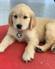 Photo №1. golden retriever - à vendre en ville de Uppsala | 237€ | Annonce №93018