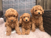 Photo №3. De jolis chiots caniches jouets disponibles en adoption gratuite. Allemagne