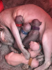 Photo №3. Magnifiques chatons Sphynx disponibles.. Allemagne