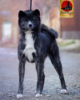 Photo №2 de l'annonce № 5605 de la vente akita (chien) - acheter à Fédération de Russie de la fourrière