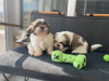 Photo №1. shih tzu - à vendre en ville de Dundee | négocié | Annonce №27553