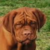 Photo №1. dogue de bordeaux - à vendre en ville de Minsk | négocié | Annonce №10985