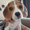 Photo №2 de l'annonce № 65064 de la vente beagle - acheter à Koweït annonce privée