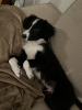 Photo №4. Je vais vendre border collie en ville de Berlin. annonce privée - prix - 650€