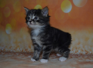Photos supplémentaires: Kuril bobtail kittens, boys