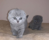 Photo №1. scottish fold - à vendre en ville de Jork | Gratuit | Annonce № 105378