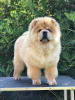 Photo №3. Chow Chow, de beaux chiots. Serbie