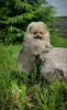 Photo №2 de l'annonce № 107364 de la vente chien bâtard - acheter à Biélorussie éleveur