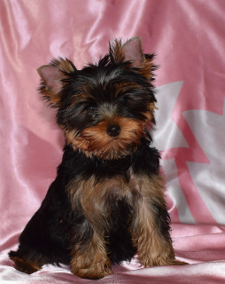 Photo №3. Chiots Yorkshire terrier, deux filles.. Fédération de Russie