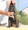 Photo №2 de l'annonce № 71633 de la vente cane corso - acheter à Serbie éleveur