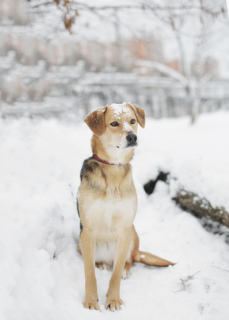 Photo №2 de l'annonce № 5826 de la vente chien bâtard - acheter à Fédération de Russie de l'abri