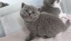 Photo №1. british shorthair - à vendre en ville de Berlin | 208€ | Annonce № 104190