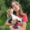 Photo №3. Chiots beagles. Allemagne