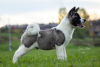 Photos supplémentaires: Chiots Akita américains