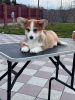 Photos supplémentaires: chiot corgi gallois pembroke