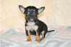 Photos supplémentaires: Adorables chiots Chihuahua en adoption gratuite