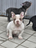 Photo №3. Micro poche American Bully. Serbie