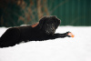 Photo №1. buryat wolfhound mongol - à vendre en ville de Наро-Фоминск | 739€ | Annonce №37070