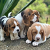 Photo №4. Je vais vendre beagle en ville de Freiburg im Breisgau. annonce privée - prix - 360€