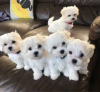 Photo №1. bichon maltais - à vendre en ville de Варена | négocié | Annonce №53584