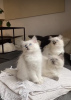 Photo №1. ragdoll - à vendre en ville de Гамбург | 350€ | Annonce № 101793